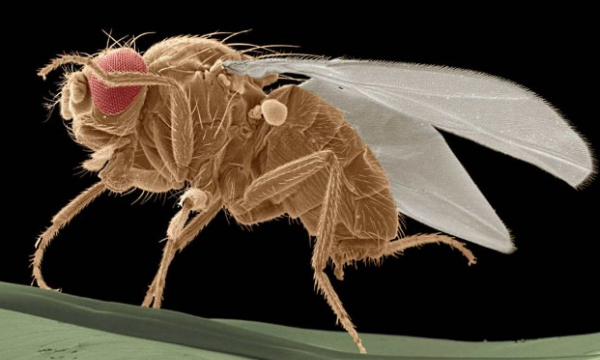 Как избавиться от мошек в квартире: 5 надежных способов