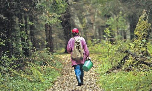 Осенью россиянам запретят собирать грибы и ягоды бесплатно